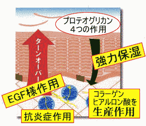 プロテオグリカンでお肌の再生・EGF様作用